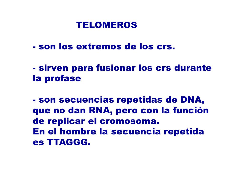 TELOMEROS - son los extremos de los crs. - sirven para fusionar los crs durante la profase.
