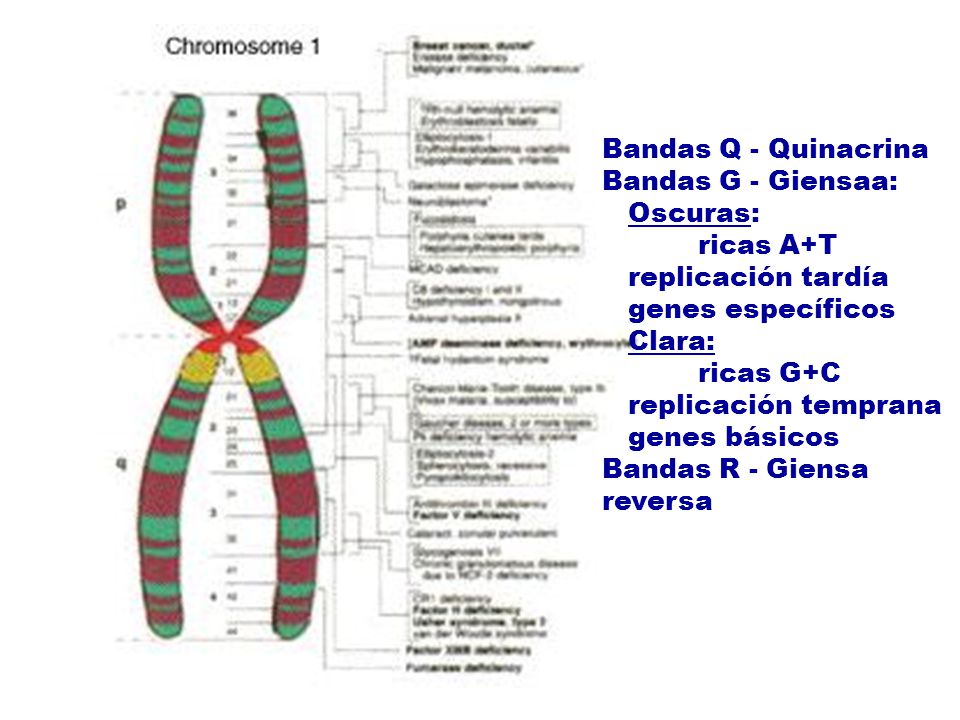 Bandas Q - Quinacrina Bandas G - Giensaa: Oscuras: ricas A+T. replicación tardía. genes específicos.