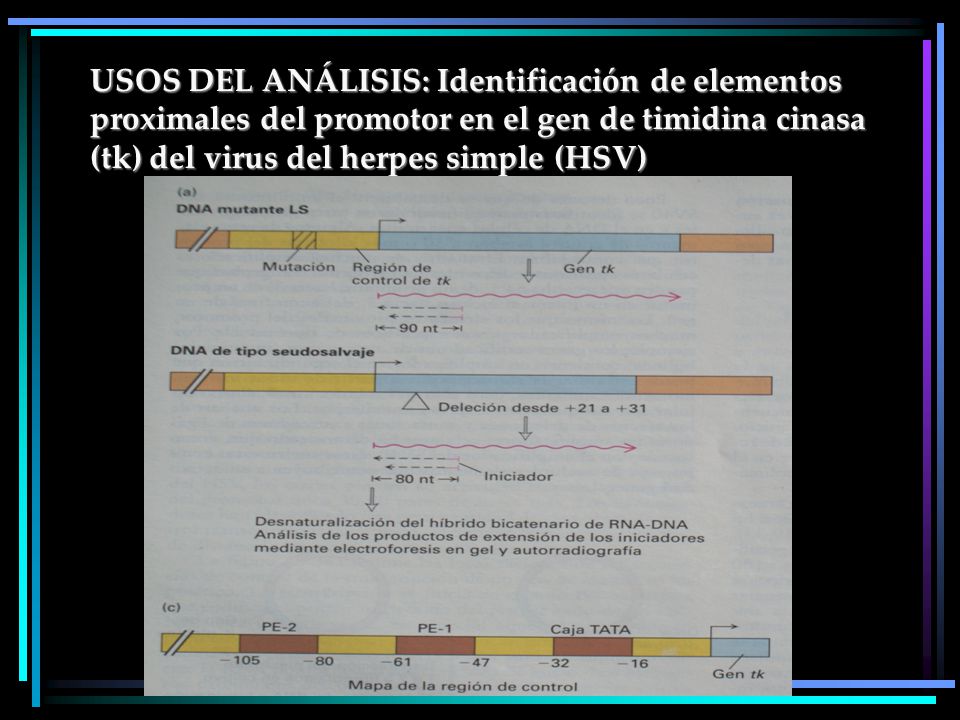 USOS DEL ANÁLISIS: Identificación de elementos proximales del promotor en el gen de timidina cinasa (tk) del virus del herpes simple (HSV)