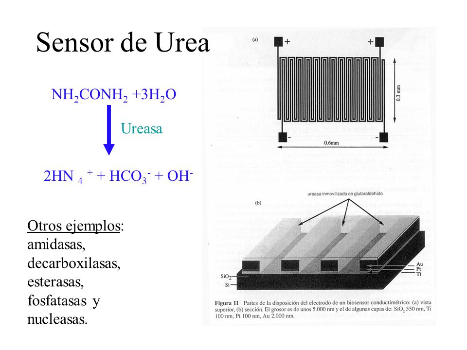 Sensor de Urea NH2CONH2 +3H2O Ureasa 2HN HCO3- + OH-
