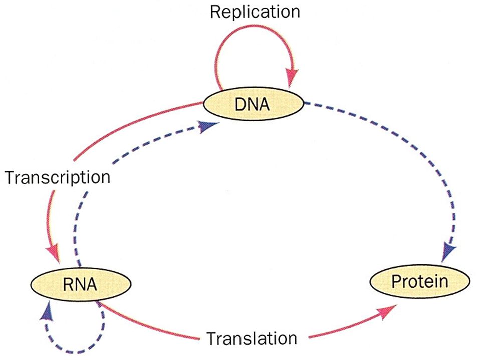 la transcripcion es solo el primer paso del proceso de expresion genica, aunque vamos a evaluar el destino de mensajeros individuales hay que considerar que lo importante es el transcriptoma.