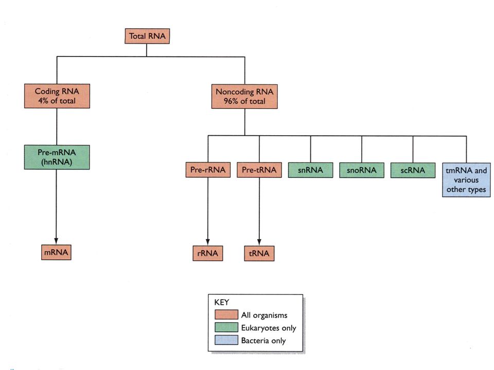 LA MEJOR FORMA DE ENTENDER EL TRANSCRIPTOMA ES ORGANIZANDOLO EN DIFERENTES CATEGORIAS DEPENDIENDO DE LA FUNCION