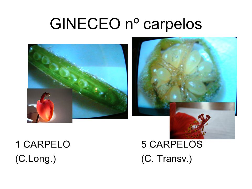 GINECEO nº carpelos 1 CARPELO 5 CARPELOS (C.Long.) (C. Transv.)