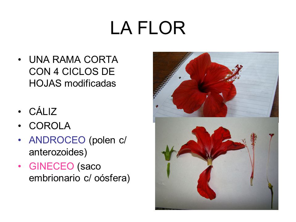 LA FLOR UNA RAMA CORTA CON 4 CICLOS DE HOJAS modificadas CÁLIZ COROLA