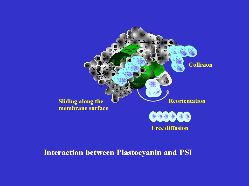 Collision Reorientation Sliding along the membrane surface Free diffusion