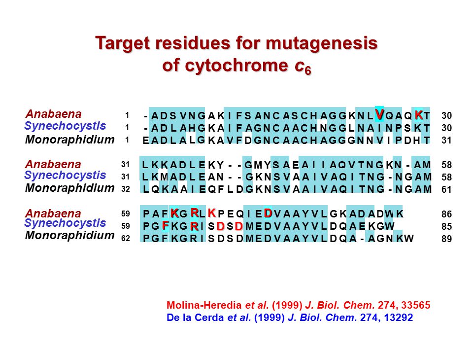 Target residues for mutagenesis of cytochrome c6