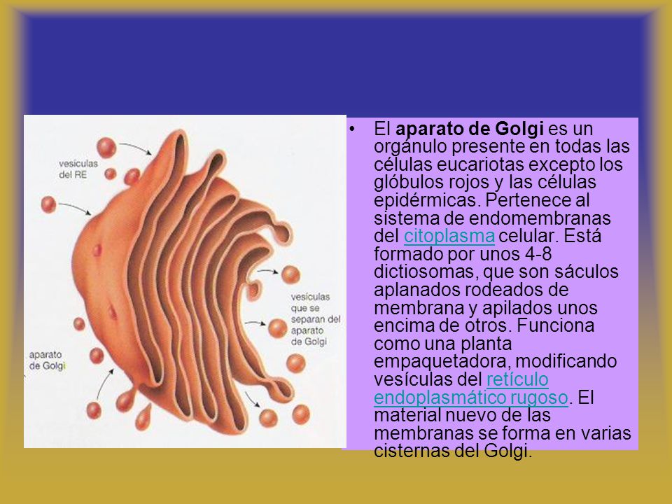 El aparato de Golgi es un orgánulo presente en todas las células eucariotas excepto los glóbulos rojos y las células epidérmicas.