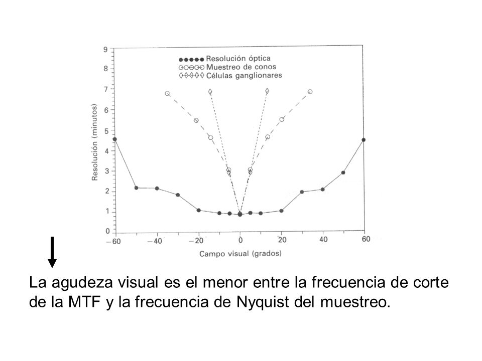 La agudeza visual es el menor entre la frecuencia de corte de la MTF y la frecuencia de Nyquist del muestreo.