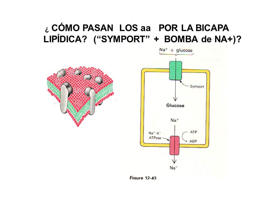 ¿ CÓMO PASAN LOS aa POR LA BICAPA LIPÍDICA ( SYMPORT + BOMBA de NA+)