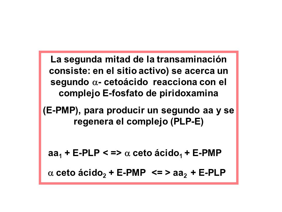 (E-PMP), para producir un segundo aa y se regenera el complejo (PLP-E)
