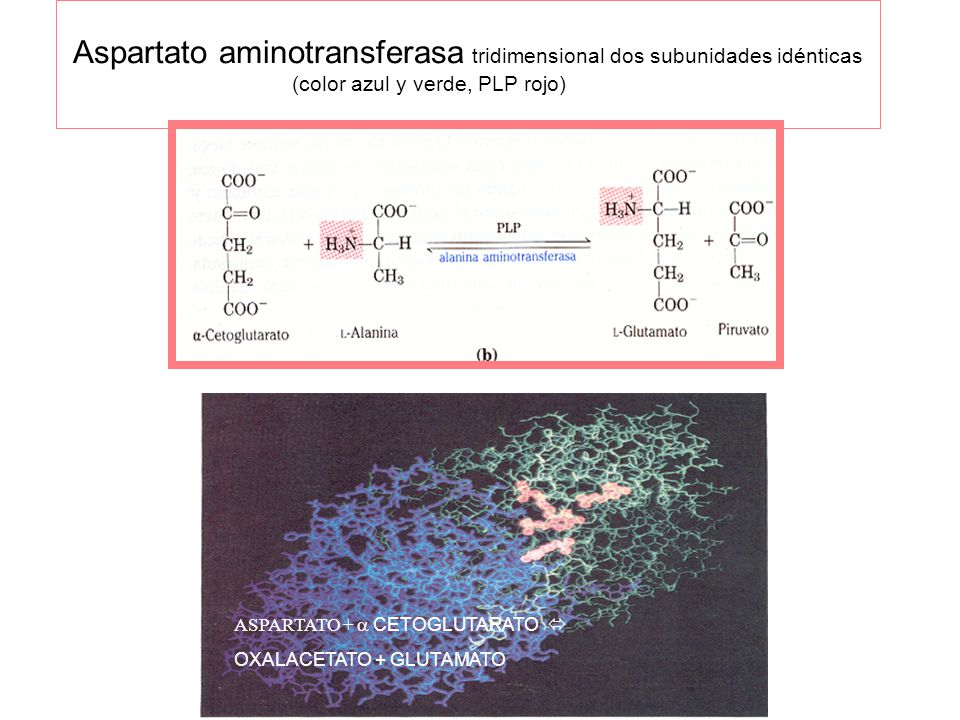 Aspartato aminotransferasa tridimensional dos subunidades idénticas (color azul y verde, PLP rojo)y verde)