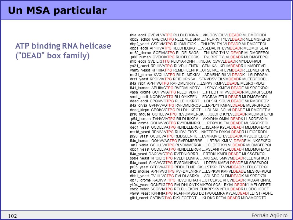 Un MSA particular ATP binding RNA helicase ( DEAD box family) 102