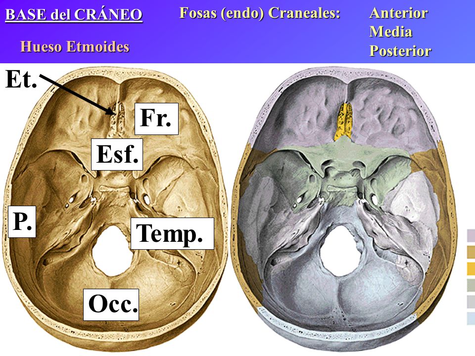 Et. Fr. Esf. P. Temp. Occ. Fosas (endo) Craneales: Anterior