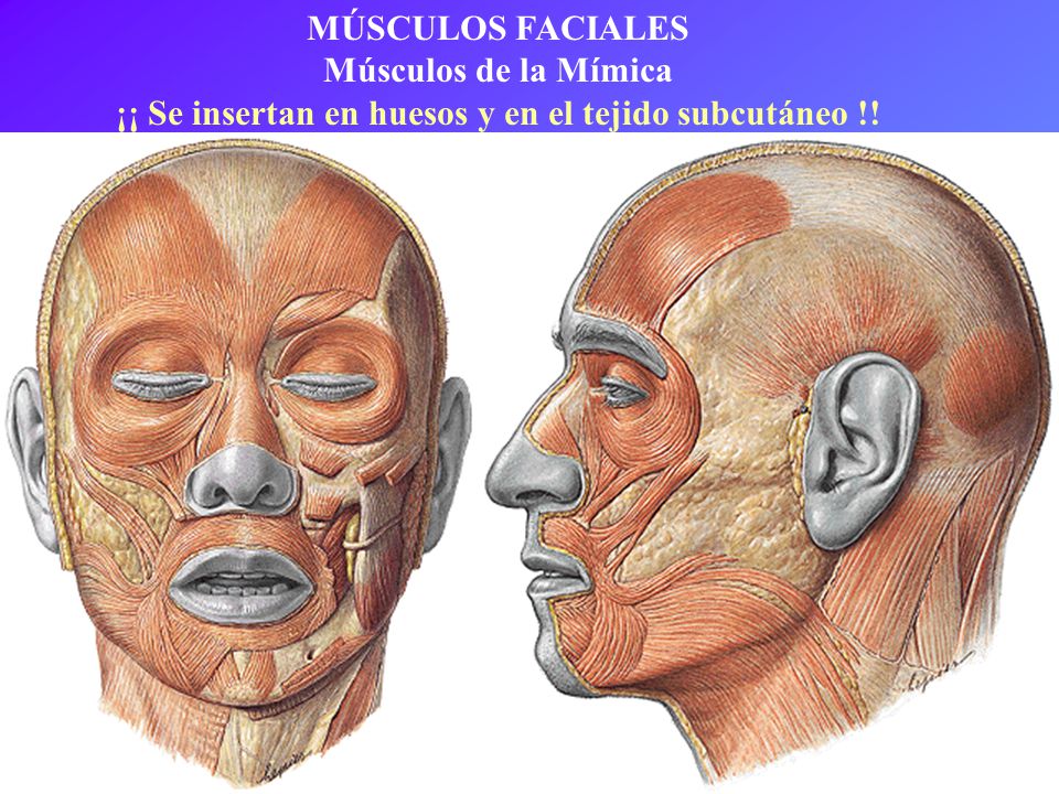 ¡¡ Se insertan en huesos y en el tejido subcutáneo !!