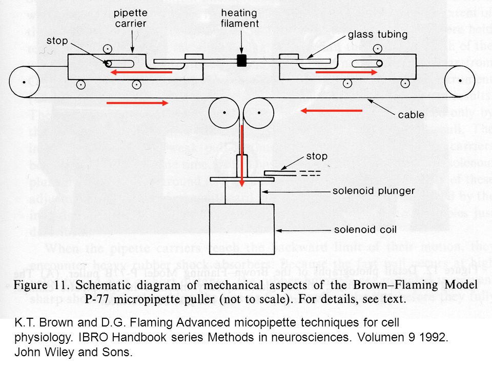 K.T. Brown and D.G. Flaming Advanced micopipette techniques for cell physiology.