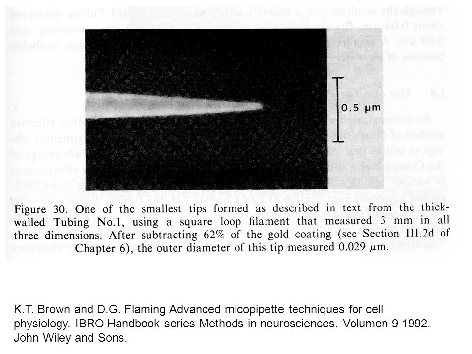 K.T. Brown and D.G. Flaming Advanced micopipette techniques for cell physiology.