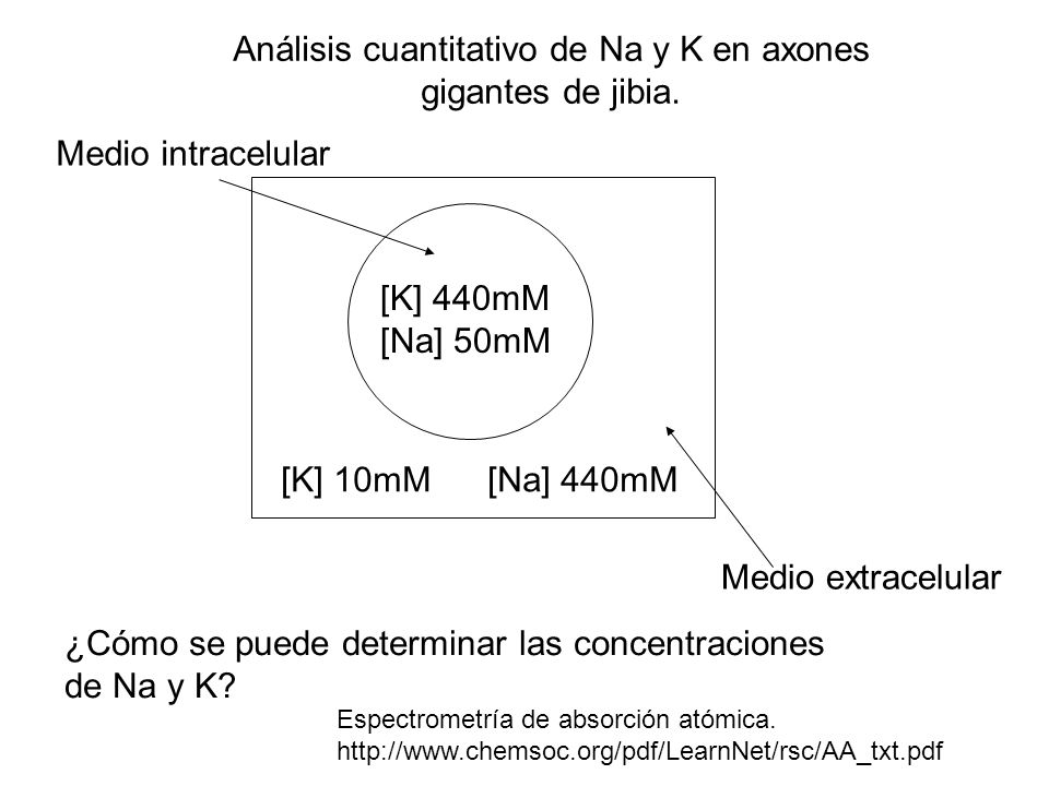 Análisis cuantitativo de Na y K en axones gigantes de jibia.