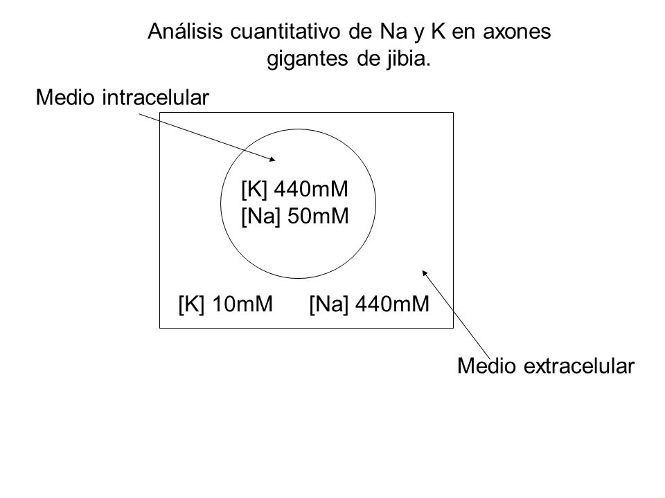 Análisis cuantitativo de Na y K en axones gigantes de jibia.
