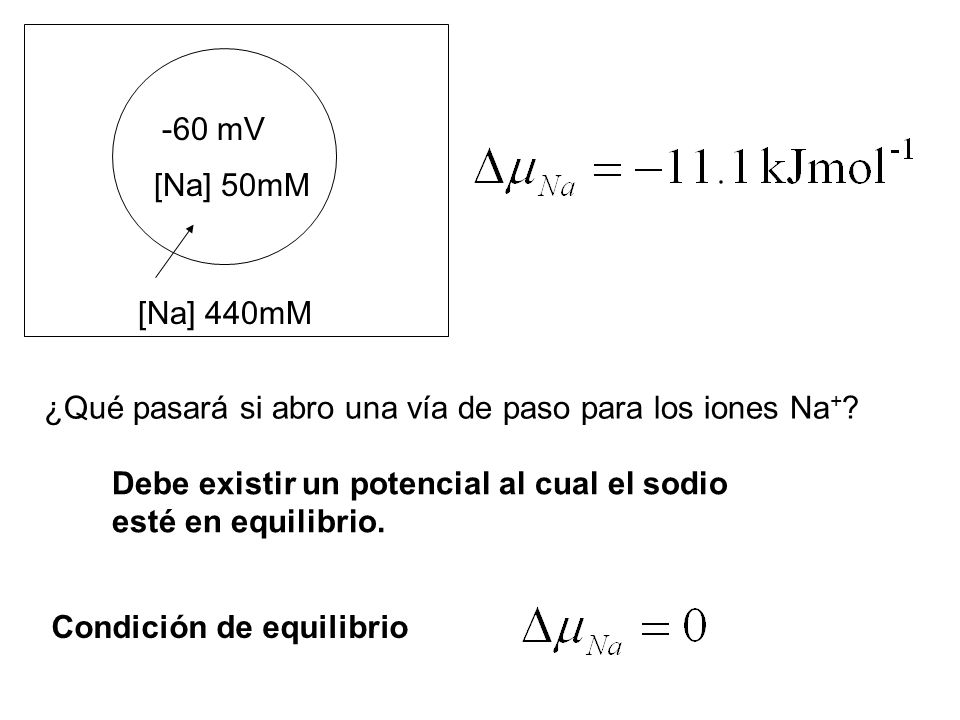-60 mV [Na] 50mM. [Na] 440mM. ¿Qué pasará si abro una vía de paso para los iones Na+