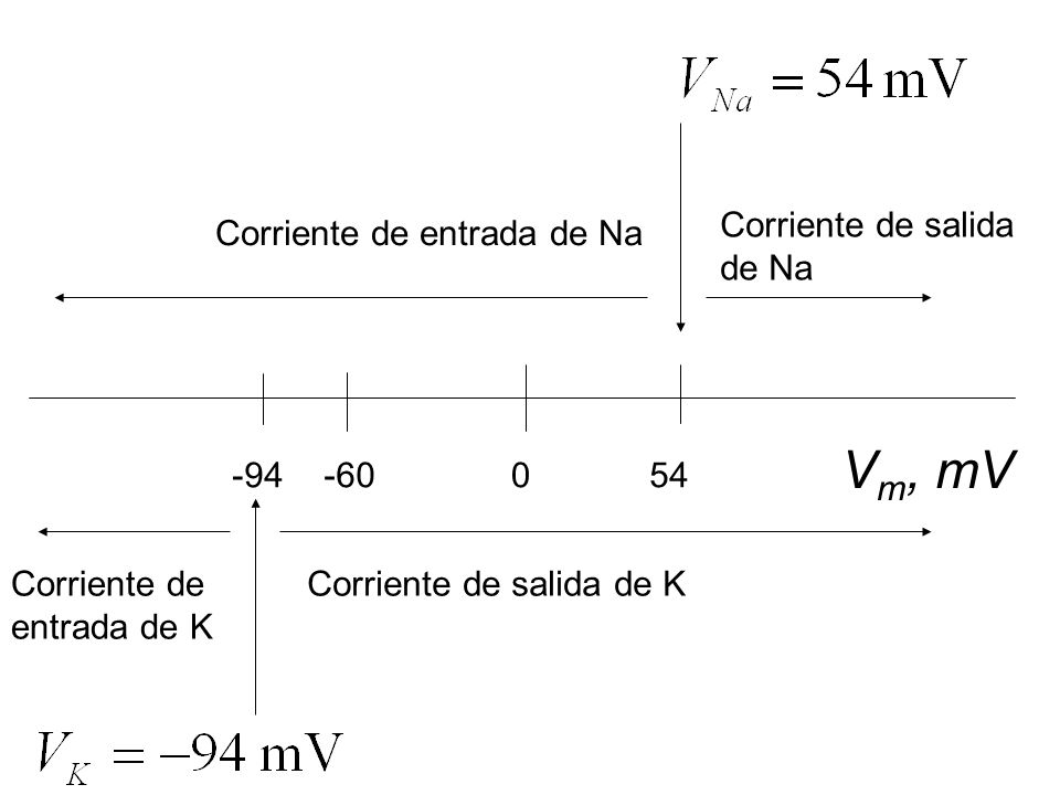 Vm, mV Corriente de salida de Na Corriente de entrada de Na