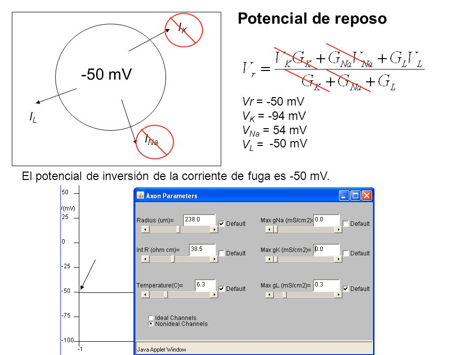 Potencial de reposo -50 mV IK Vr = -50 mV VK = -94 mV VNa = 54 mV VL =