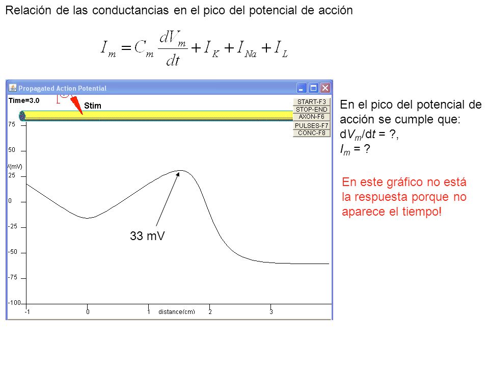 Relación de las conductancias en el pico del potencial de acción