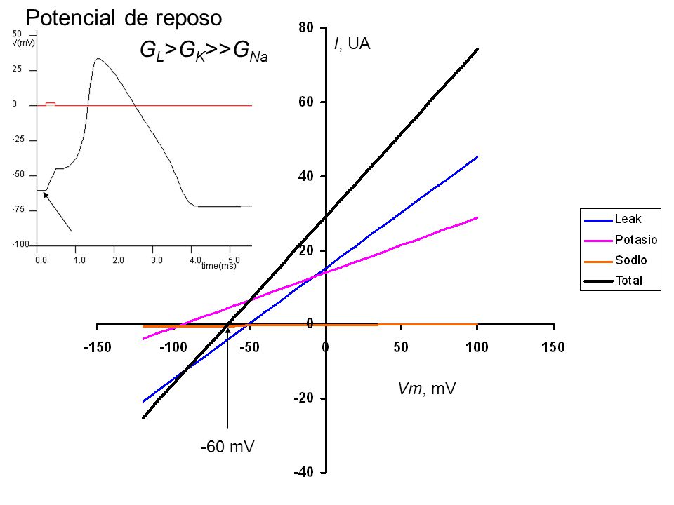 Potencial de reposo GL>GK>>GNa I, UA Vm, mV -60 mV