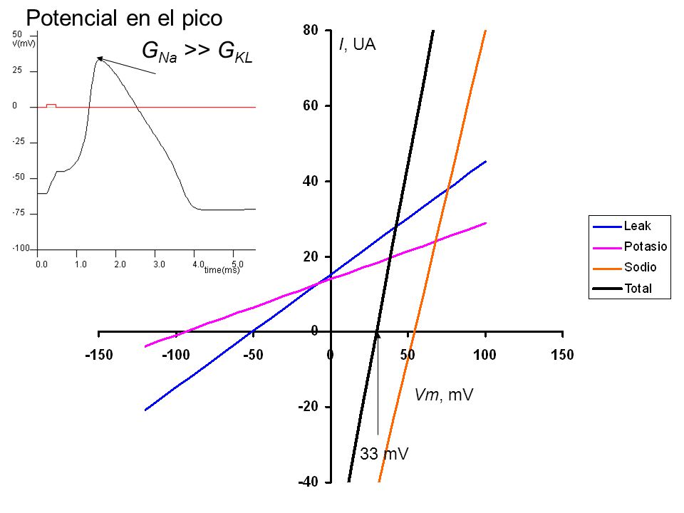 Potencial en el pico GNa >> GKL I, UA I, UA Vm, mV 33 mV