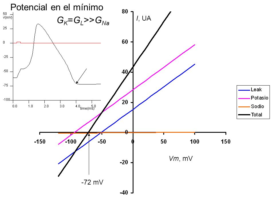Potencial en el mínimo GK=GL>>GNa I, UA I, UA Vm, mV -72 mV