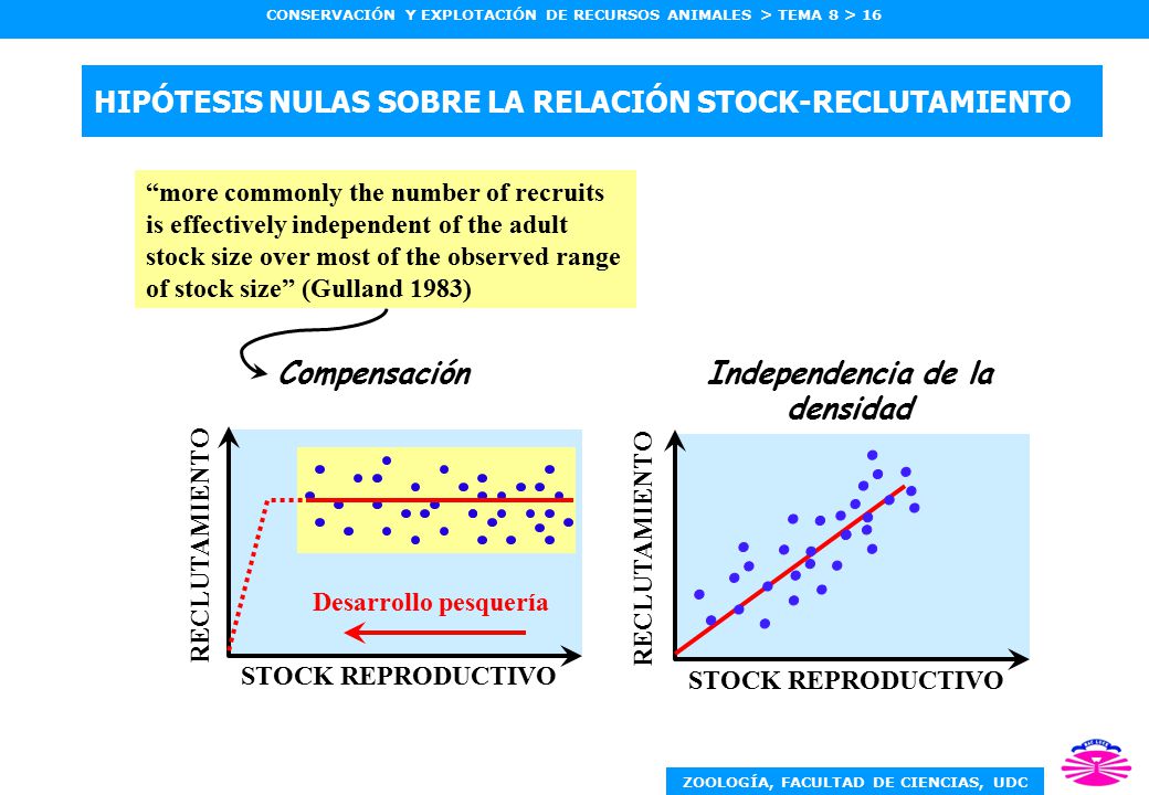 HIPÓTESIS NULAS SOBRE LA RELACIÓN STOCK-RECLUTAMIENTO