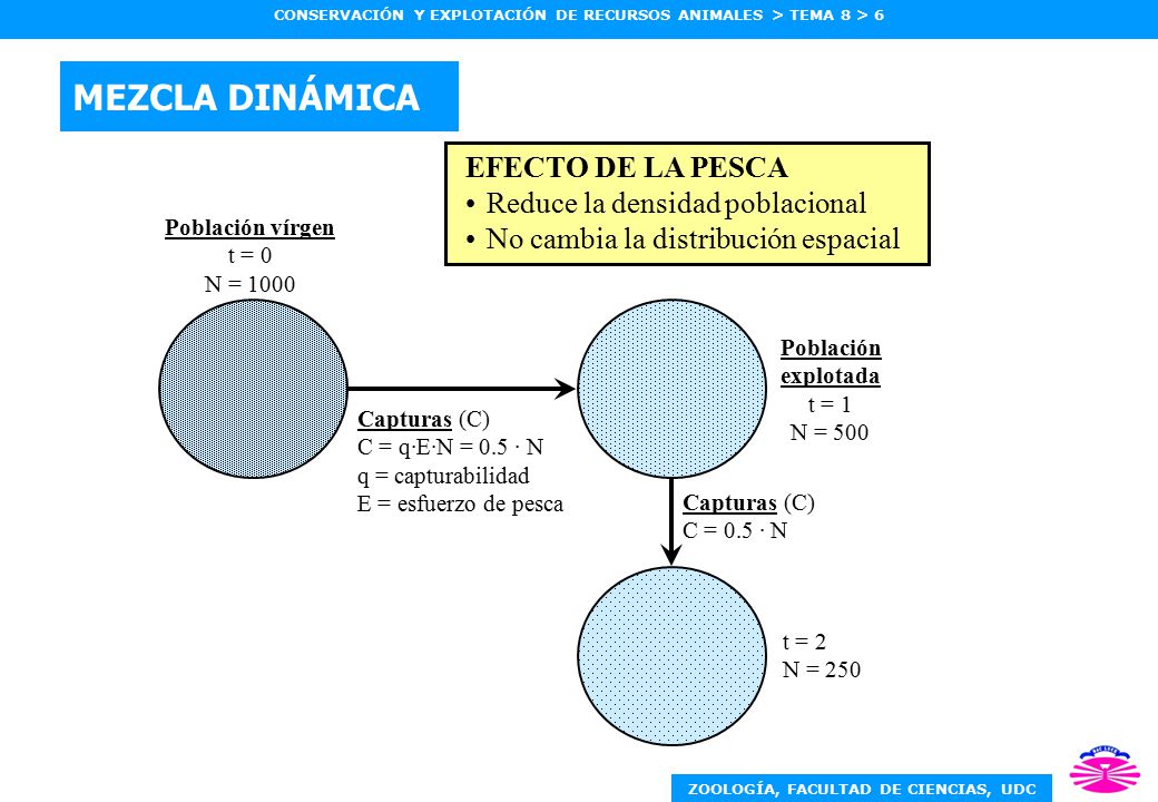 MEZCLA DINÁMICA EFECTO DE LA PESCA Reduce la densidad poblacional