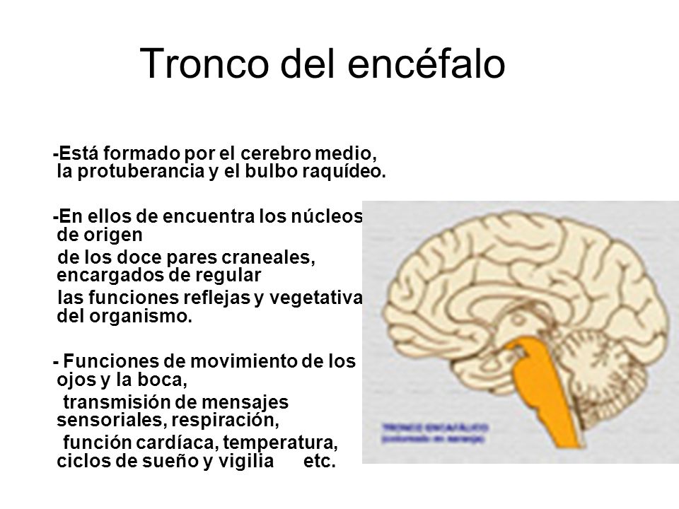 Tronco del encéfalo -Está formado por el cerebro medio, la protuberancia y el bulbo raquídeo. -En ellos de encuentra los núcleos de origen.