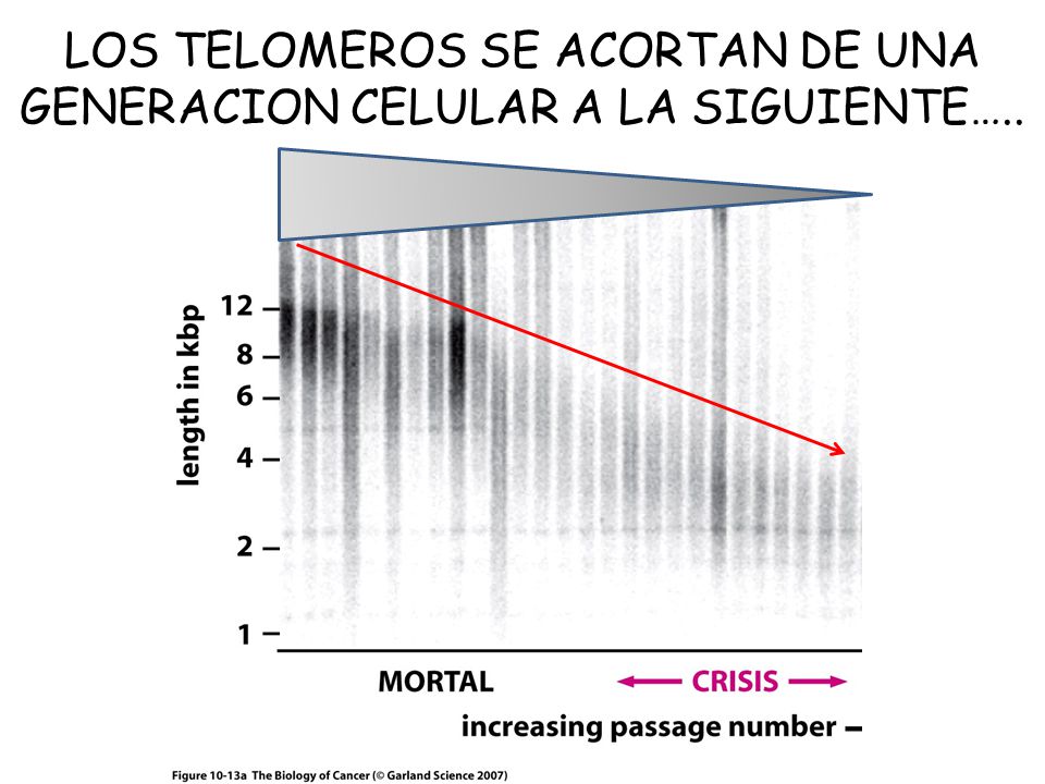 LOS TELOMEROS SE ACORTAN DE UNA GENERACION CELULAR A LA SIGUIENTE…..