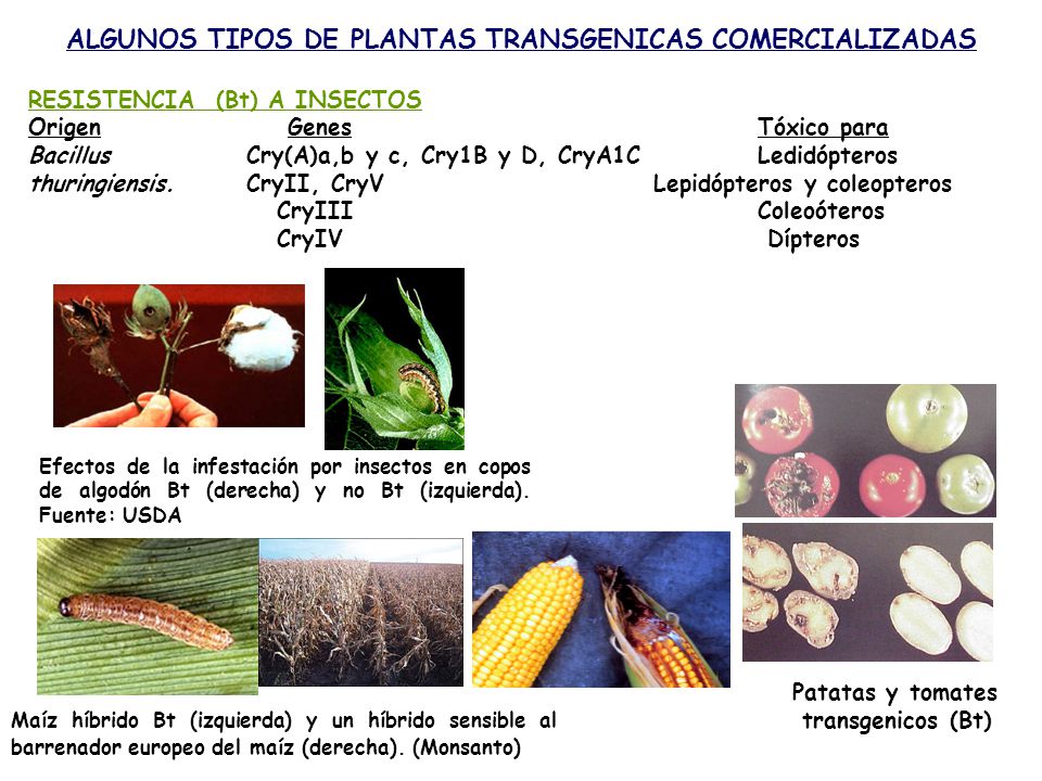ALGUNOS TIPOS DE PLANTAS TRANSGENICAS COMERCIALIZADAS