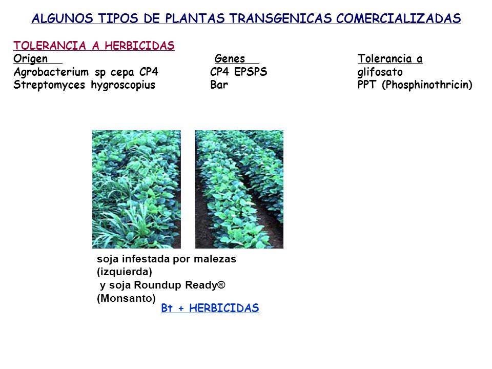 ALGUNOS TIPOS DE PLANTAS TRANSGENICAS COMERCIALIZADAS