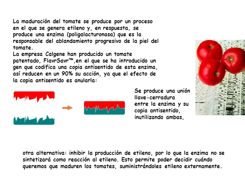 La maduración del tomate se produce por un proceso en el que se genera etileno y, en respuesta, se produce una enzima (poligalacturonasa) que es la responsable del ablandamiento progresivo de la piel del tomate.