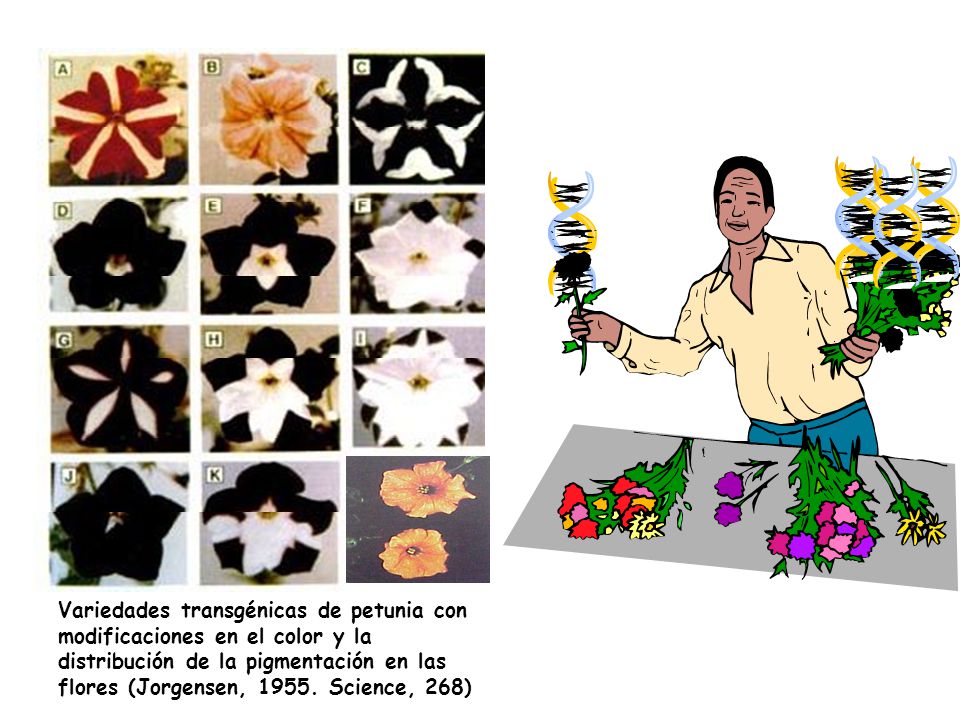 Variedades transgénicas de petunia con modificaciones en el color y la distribución de la pigmentación en las flores (Jorgensen, Science, 268)