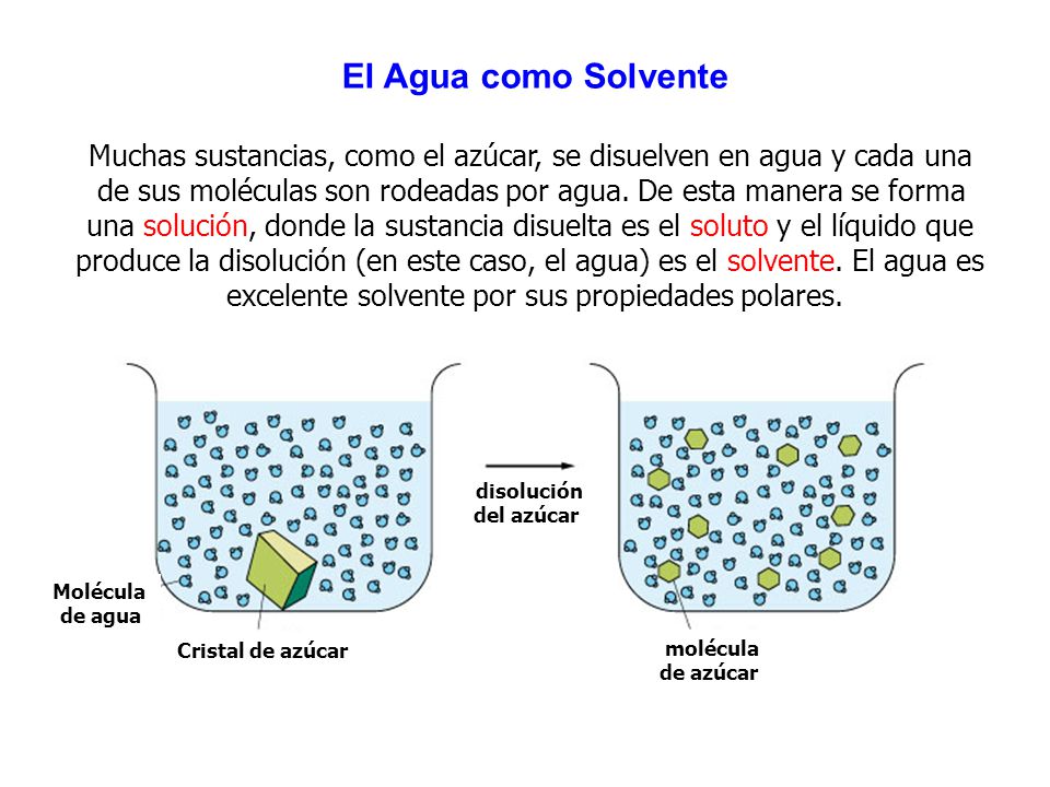El Agua como Solvente Muchas sustancias, como el azúcar, se disuelven en agua y cada una.