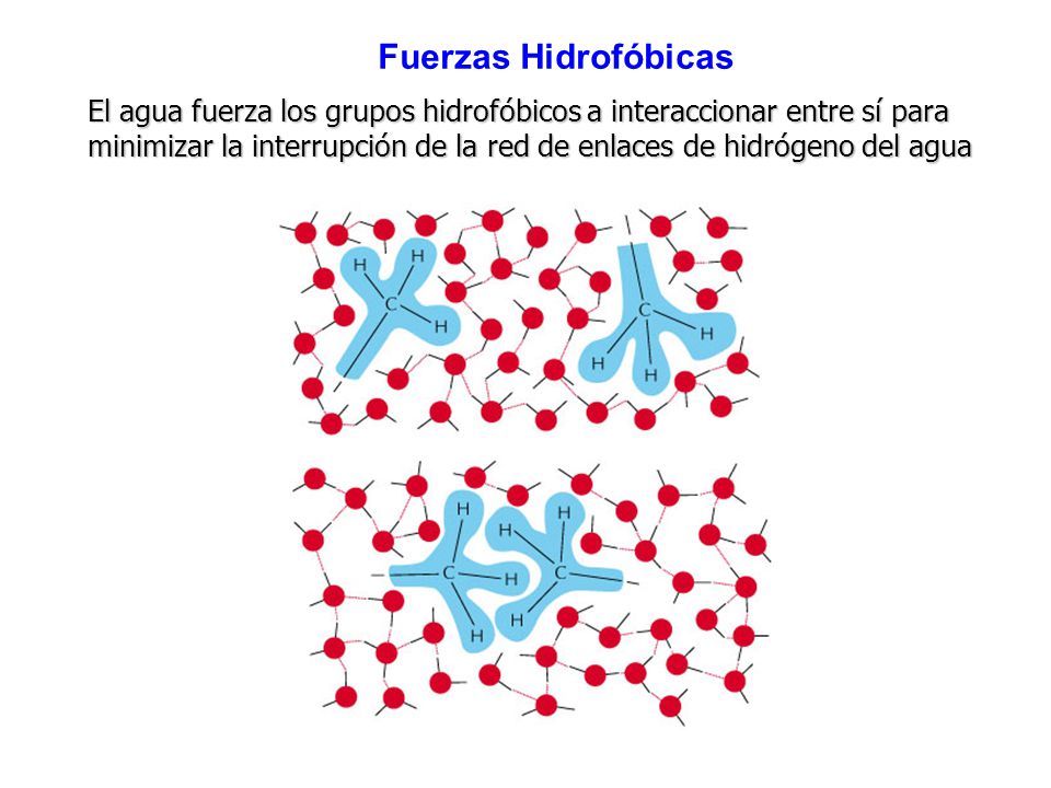 Fuerzas Hidrofóbicas El agua fuerza los grupos hidrofóbicos a interaccionar entre sí para.