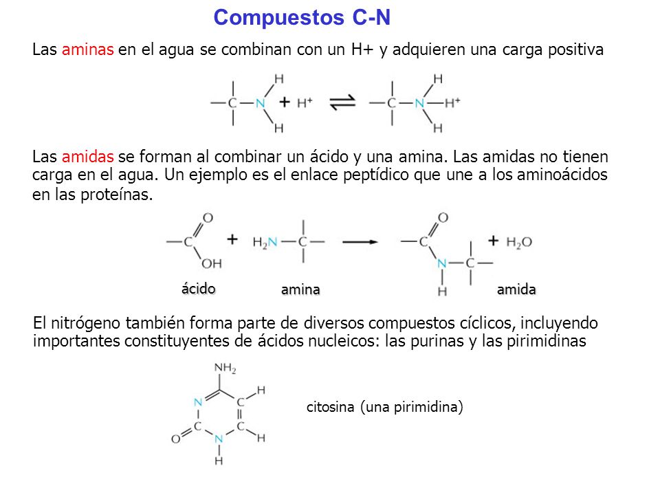Compuestos C-N Las aminas en el agua se combinan con un H+ y adquieren una carga positiva.