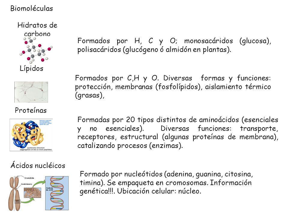 Biomoléculas Hidratos de carbono. Formados por H, C y O; monosacáridos (glucosa), polisacáridos (glucógeno ó almidón en plantas).