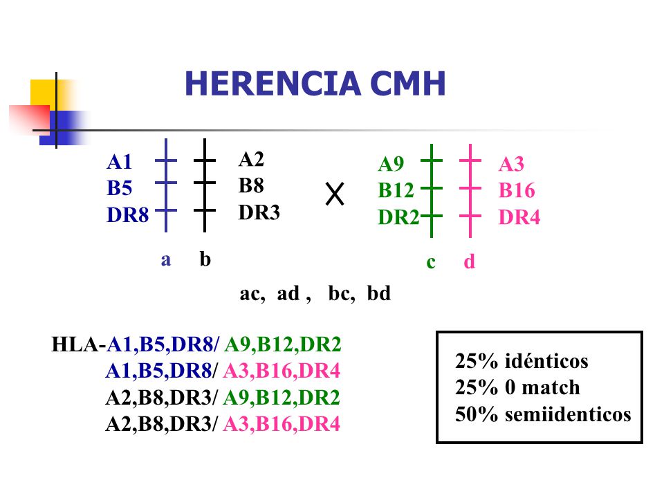 HERENCIA CMH A1 B5 DR8 A2 B8 DR3 A9 B12 DR2 A3 B16 DR4 a b c d
