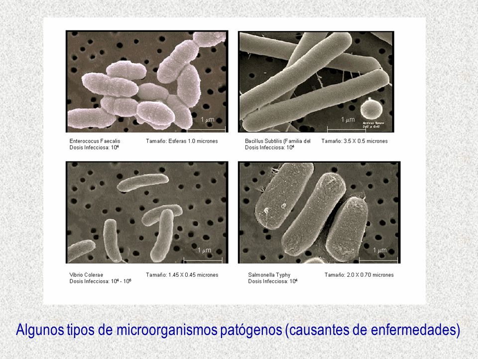 Algunos tipos de microorganismos patógenos (causantes de enfermedades)