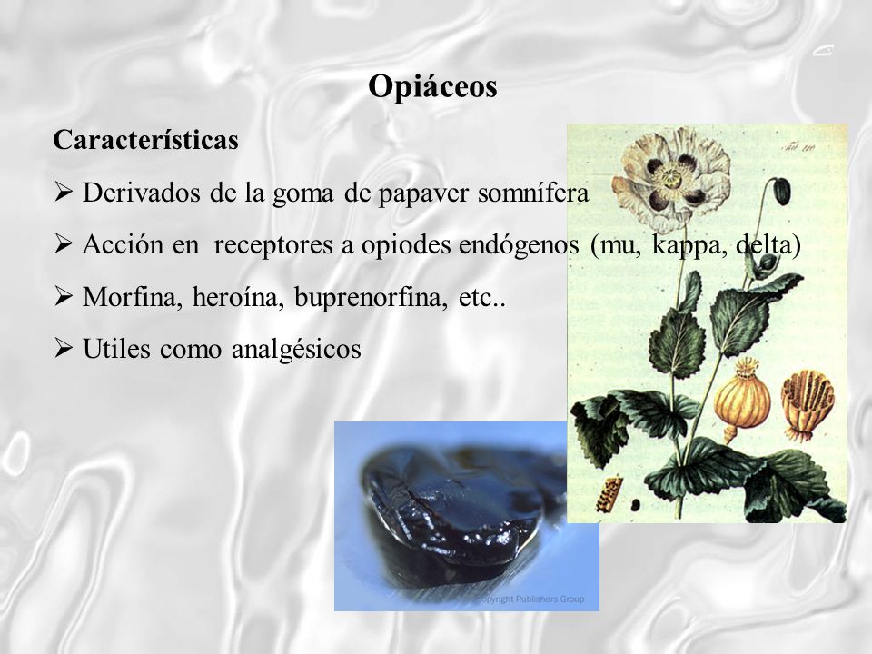 Opiáceos Características  Derivados de la goma de papaver somnífera