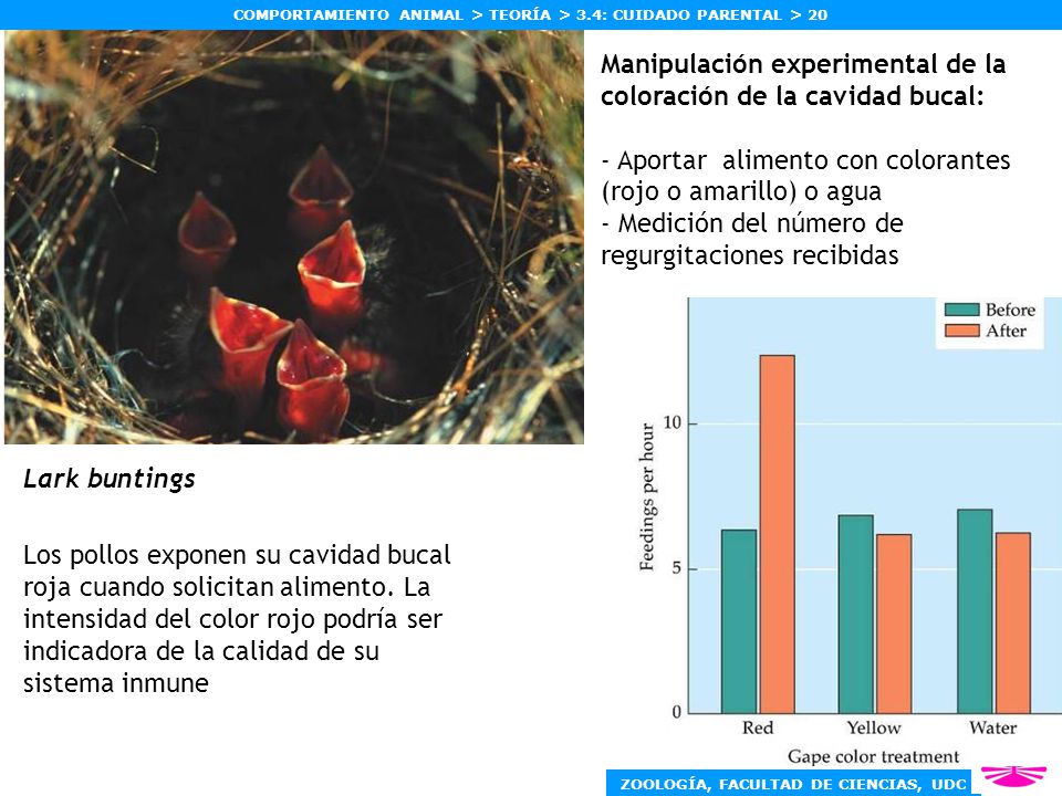 Manipulación experimental de la coloración de la cavidad bucal: - Aportar alimento con colorantes (rojo o amarillo) o agua - Medición del número de regurgitaciones recibidas