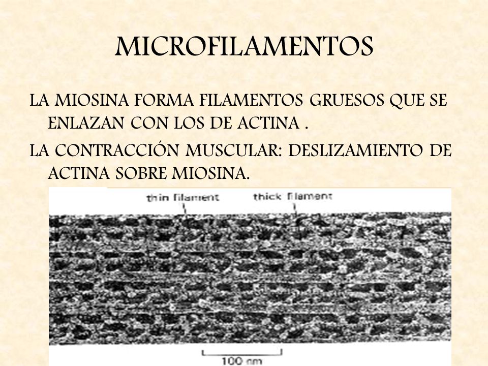 MICROFILAMENTOS LA MIOSINA FORMA FILAMENTOS GRUESOS QUE SE ENLAZAN CON LOS DE ACTINA .