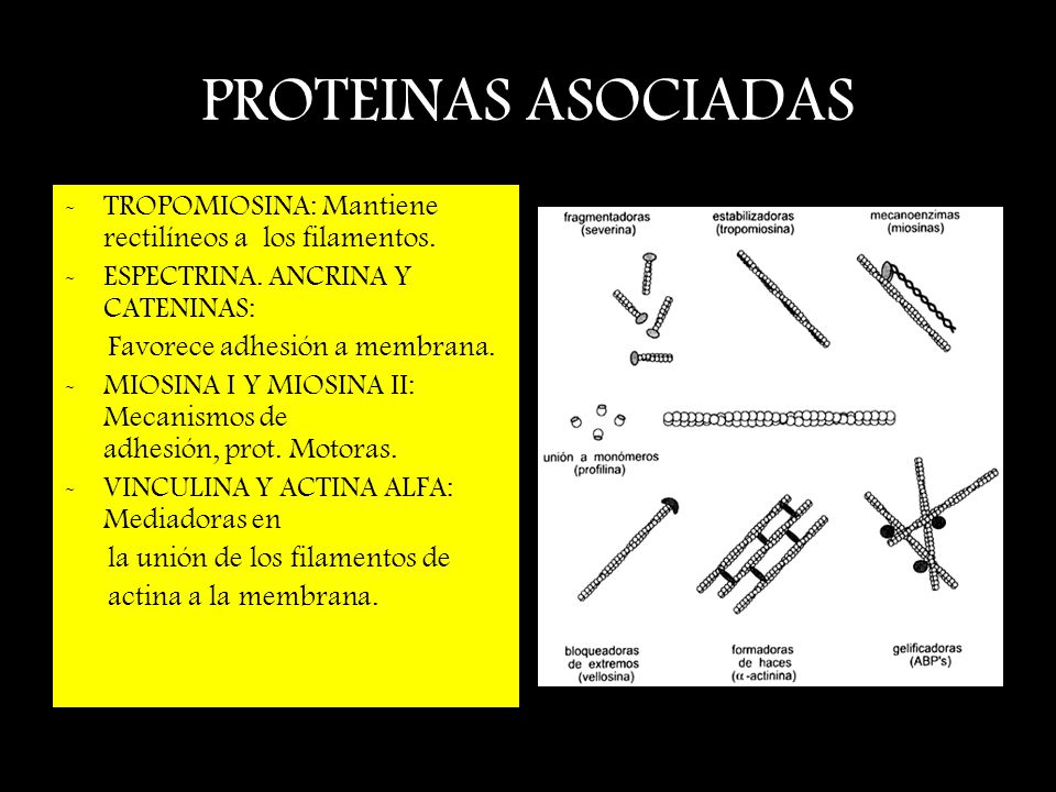 PROTEINAS ASOCIADAS TROPOMIOSINA: Mantiene rectilíneos a los filamentos. ESPECTRINA. ANCRINA Y CATENINAS: