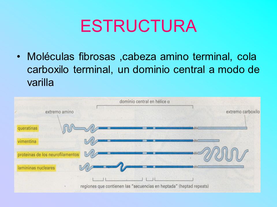 ESTRUCTURA Moléculas fibrosas ,cabeza amino terminal, cola carboxilo terminal, un dominio central a modo de varilla.