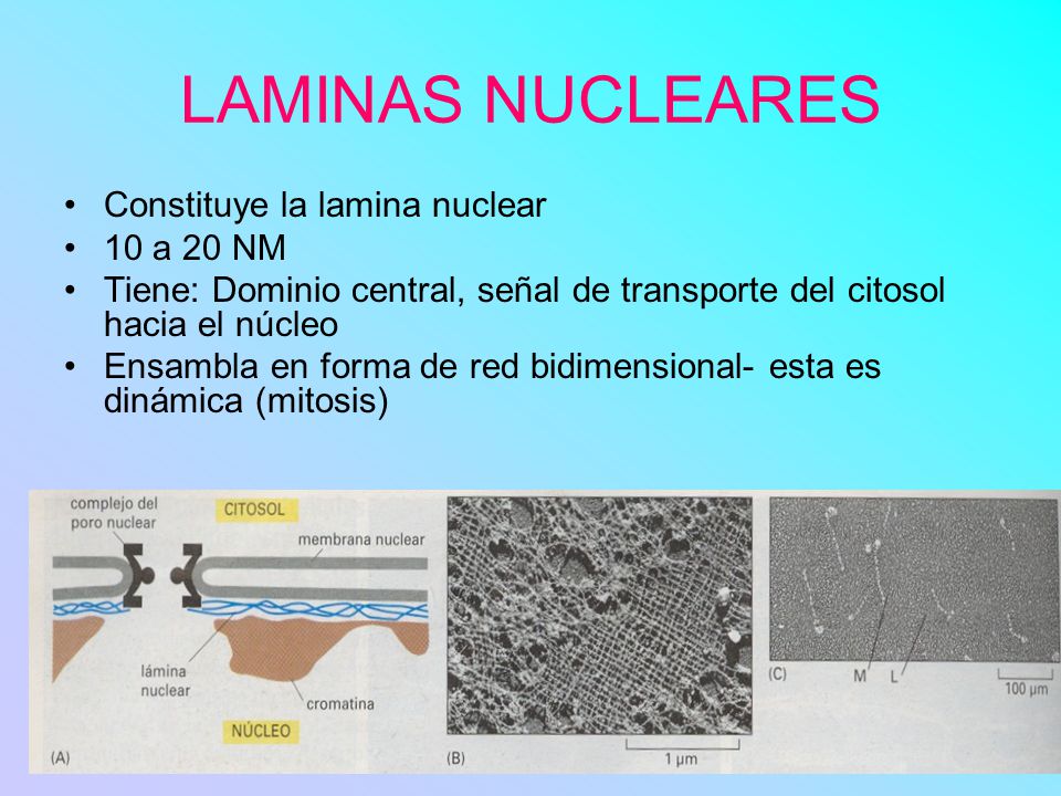 LAMINAS NUCLEARES Constituye la lamina nuclear 10 a 20 NM