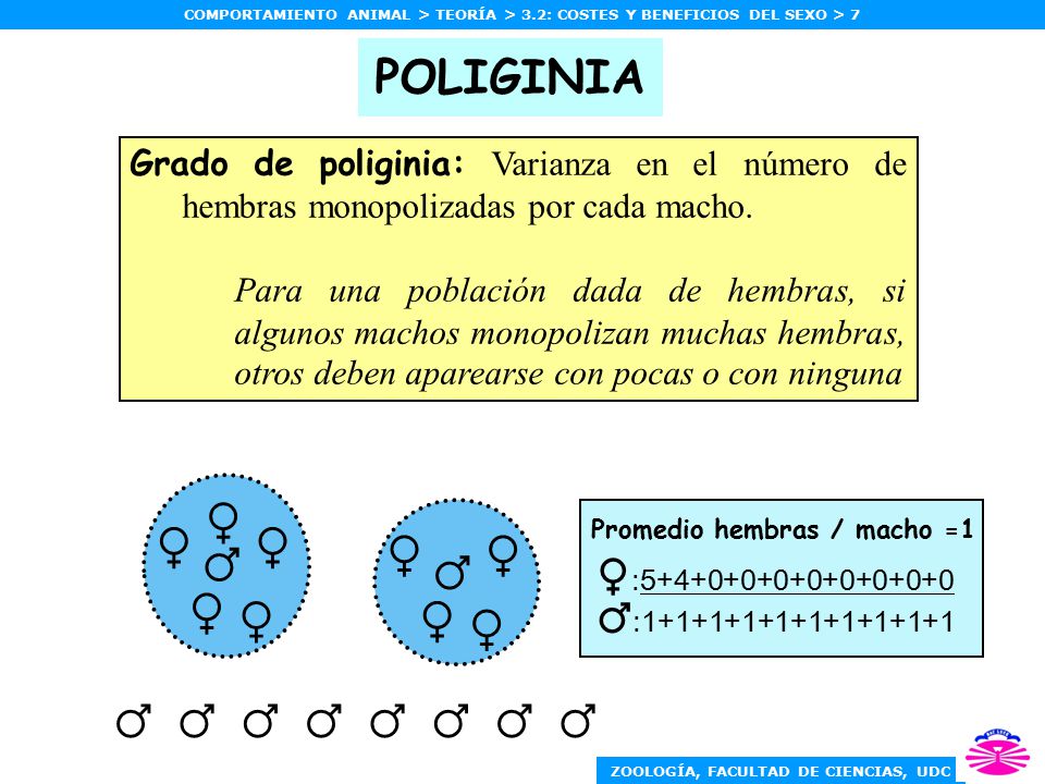 ♀ ♀ ♀ ♀ ♀ ♂ ♂ ♀ ♀ ♀ ♀ ♂ ♂ ♂ ♂ ♂ ♂ ♂ ♂ POLIGINIA ♀: